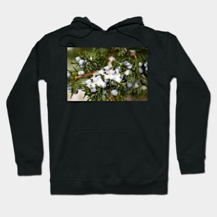 Snowy Christmas Pine Tree Branch Hoodie